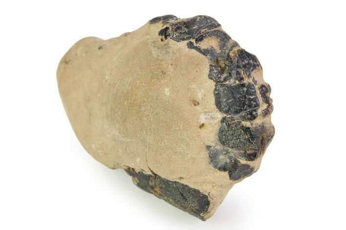 Eocene Lobster (Hoploparia) Fossil - England #351026